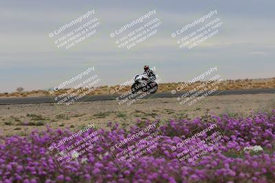 media/Jan-14-2023-SoCal Trackdays (Sat) [[497694156f]]/Turn 14 Exit Bloomig (145pm)/